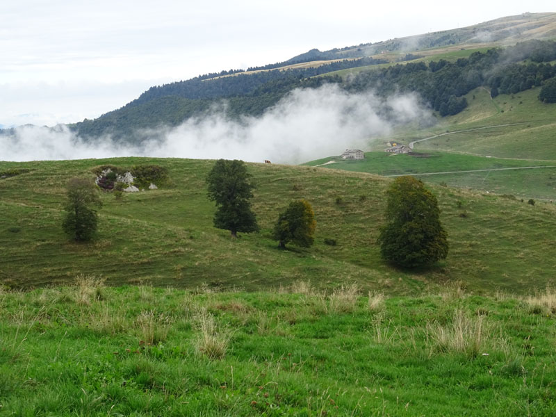 I grandi faggi di Malga Braetta - Lessinia (VR)